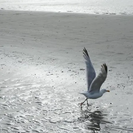 In Near The Sea, Cleaning Included Koksijde